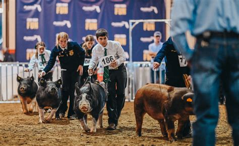 Youth Swine Show - Florida State Fair Agriculture