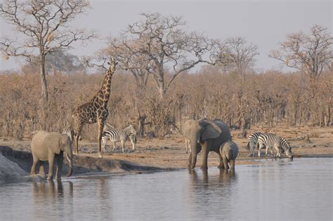 Hwange National Park Safaris - Tours & Budget Packages to Hwange National Park (Page 2)