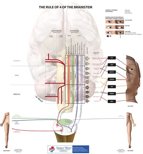 The rule of 4 of the brainstem | Emergency medicine, Brain anatomy, Anatomy