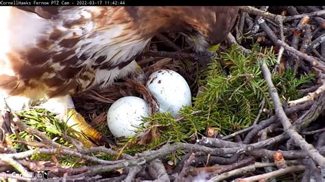 Red Tail Hawk Nest