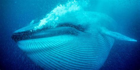Blue Whale - Japari Library, the Kemono Friends Wiki