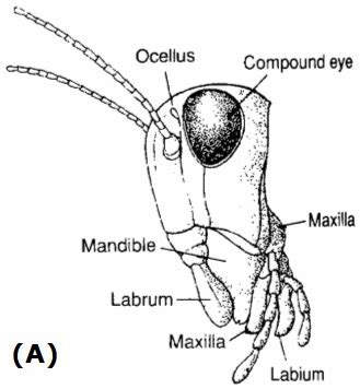 Biology: Insect evolution