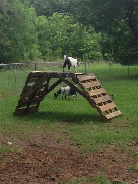 Easy cheap toys for goats | The Goat Spot Forum