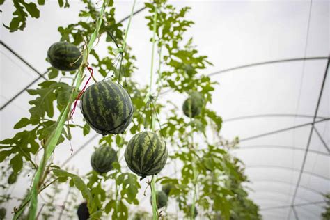 12 DIY Watermelon Trellis Ideas - Grow Watermelons Vertically! - Outdoor Happens Homestead