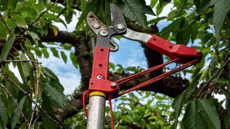 Top 6 Best Loppers for Large Branches [Nov 2020] Reviews & Guide