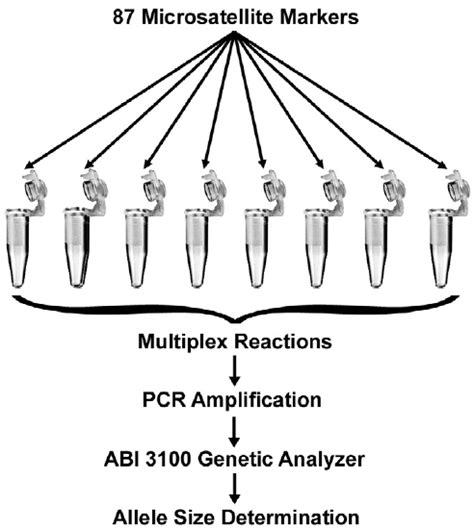 Distribution of microsatellite markers across the genome. The... | Download Scientific Diagram