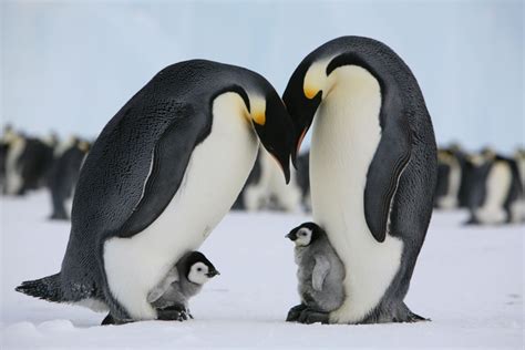 World Visit: Antarctic Animals