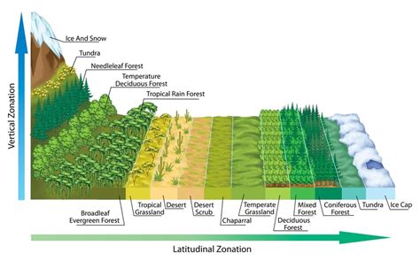 Biomes : Definition, Explanation, Examples, Types, List And Significance