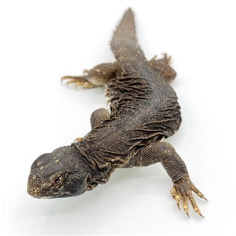 Egyptian Uromastyx baby