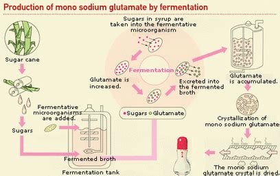 Manufacturing Process - Monosodium glutamate (MSG)