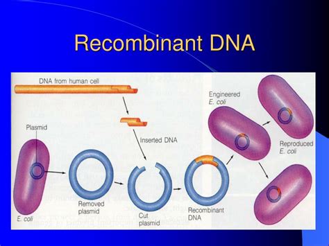 PPT - Applied Genetics Ch. 24 PowerPoint Presentation, free download ...