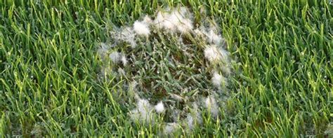 Pythium Blight Disease Inspection Guide