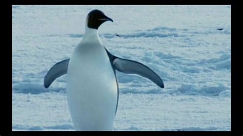 Farce of the Penguins - Alchetron, The Free Social Encyclopedia