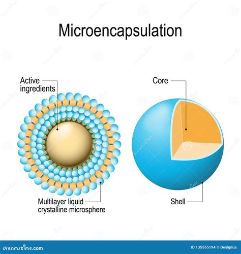 Microencapsulation Clipart And Illustrations