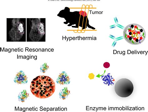 Figure 8 from Tailored functionalization of iron oxide nanoparticles for MRI, drug delivery ...