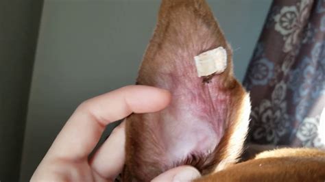 Aural Hematoma Cannula/Drain on 11 year old large dog - YouTube