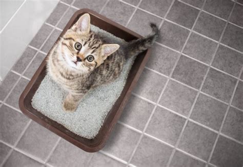 7 Best Cat Litters for Odor Control - 2024 Reviews & Guide | Hepper