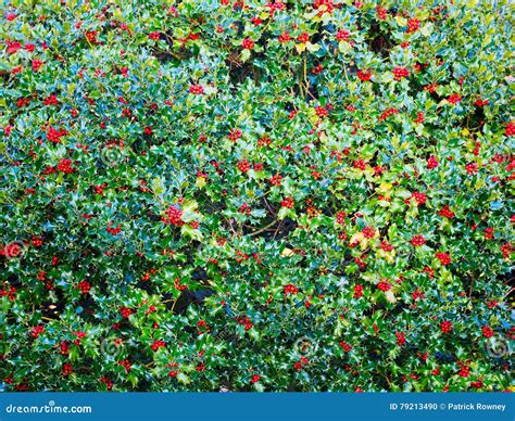 Holly Bush with Red Berries Stock Photo - Image of holly, evergreen: 79213490