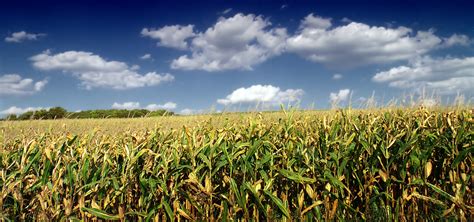 Brown and green corn crop field HD wallpaper | Wallpaper Flare