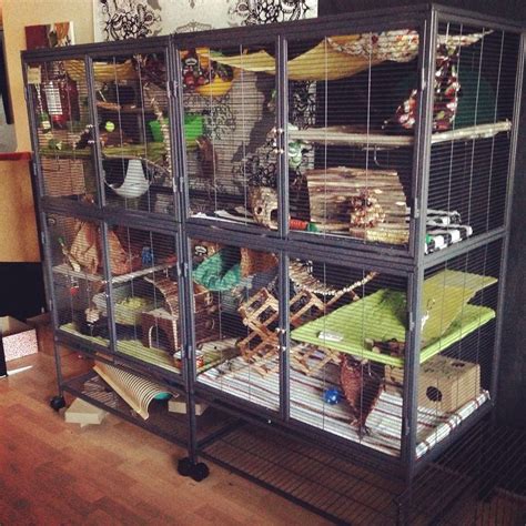 33 best Ferret Cage Ideas images on Pinterest | Animales, Ferret cage and Ferrets