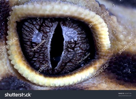 Leopard Gecko Eye Close Stock Photo 32267134 - Shutterstock