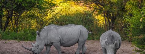 Top Local or Private Tour Guides in Khama Rhino Sanctuary | tourHQ