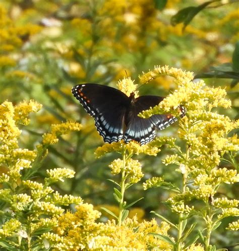 Pennsylvania | Butterflies and Moths of North America