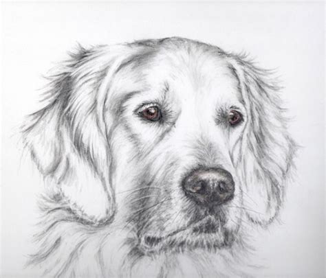 Pin by caroline :) on Drawings | Dog art, Golden retriever drawing, Dog ...