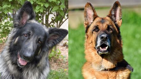 Shiloh Shepherd vs German Shepherd: Pros and Cons