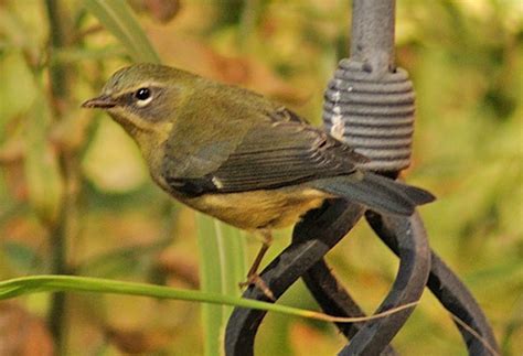 Utah Bird Records Committee - Sighting Record