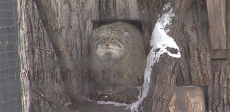 Red River Zoo animals and staff take on subzero temperatures - InForum ...