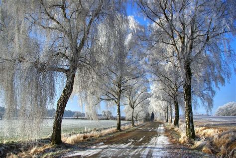 Trees in winter - Nature's Seasons Photo (22173984) - Fanpop