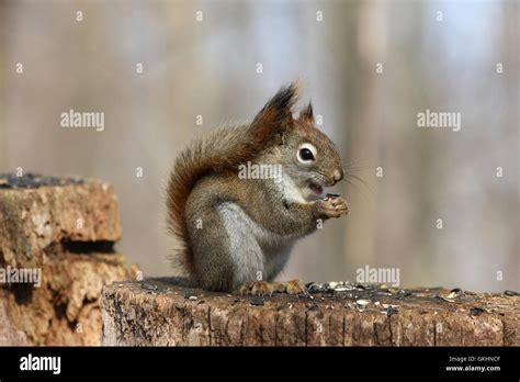 Red fox squirrel hi-res stock photography and images - Alamy