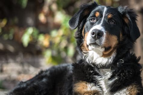 Free Images : grass, animal, cute, canine, looking, pet, fur, portrait ...