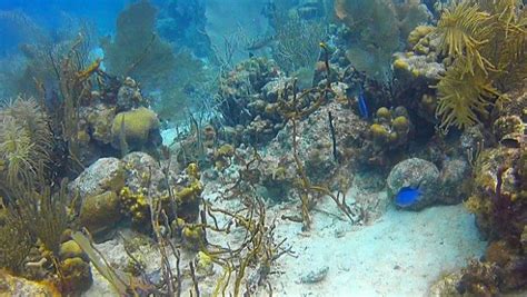 snorkeling-on-st-john-caribbean - On-Island Times US Virgin Islands