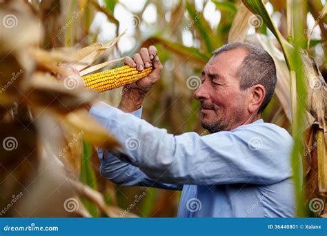 Farmer at corn harvest stock image. Image of land, crop - 36440801