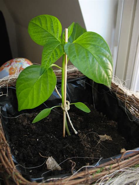 Thinking About Loud!: Updates on my growing Pepper Plant