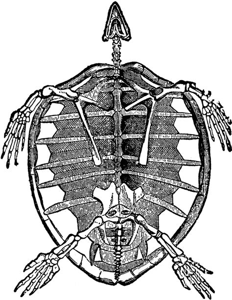 Skeleton of Turtle | ClipArt ETC