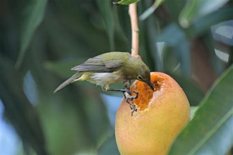 Can Birds Eat Mango? A Tropical Addition to the Avian Diet