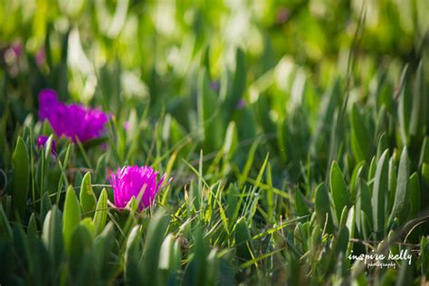 Purple Noon Flower | Carpobrotus glaucescens, Purple Noon Fl… | Flickr