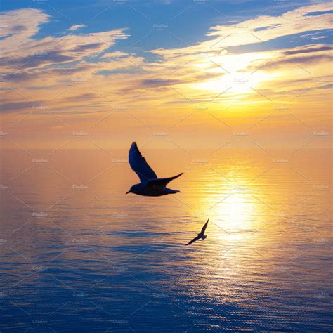 Seagulls flying at sunset | Animal Stock Photos ~ Creative Market