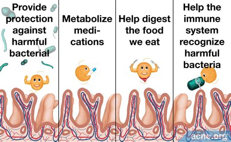 The Role of Good Bacteria in the Gut - Acne.org