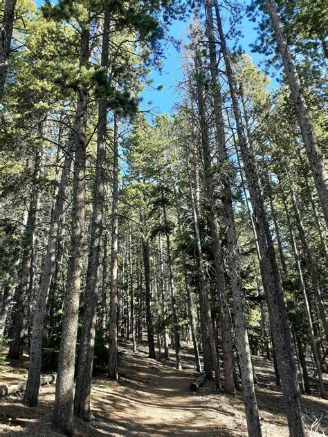 Burro Loop Trail - Colorado | AllTrails