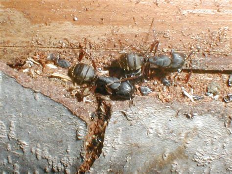 File:Carpenter ants.jpg - Wikimedia Commons