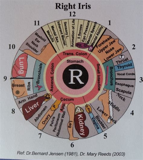 Iridology- diagnosis of past, present and future illness from the iris ...