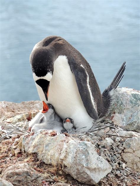 What do Penguins Eat? | Twinkl Teaching Wiki - Twinkl