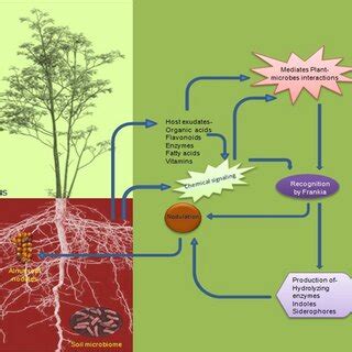 Mechanism deployed by Frankia-actinorhizal symbiosis in sustainable ...