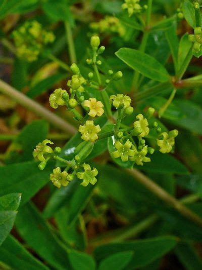 Madder Plant Care: How To Grow Madder In The Garden | Kruiden, Natuurlijk verven, Botanische tuin