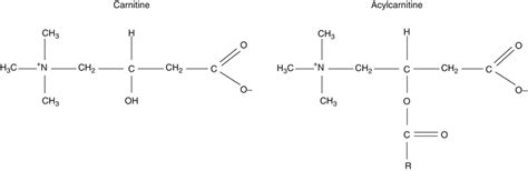 Acylcarnitines | SpringerLink