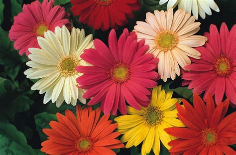 Propagating the Gerbera Daisy: Producing Rare and Unique Varieties of the Popular Cut Flower by ...